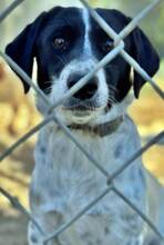 CINNIE, Hund, Mischlingshund in Wallerstein - Bild 15