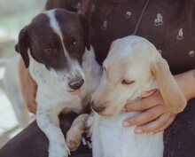 CINNIE, Hund, Mischlingshund in Wallerstein - Bild 2