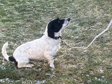 CINNIE, Hund, Mischlingshund in Wallerstein - Bild 23