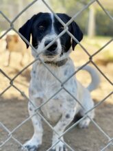 CINNIE, Hund, Mischlingshund in Wallerstein - Bild 3