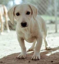 VANILLI, Hund, Mischlingshund in Aachen - Bild 1