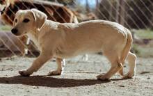 VANILLI, Hund, Mischlingshund in Aachen - Bild 3