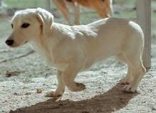 VANILLI, Hund, Mischlingshund in Aachen - Bild 6