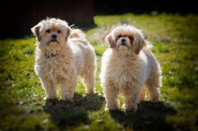 LOU, Hund, Mischlingshund in Wien - Bild 11
