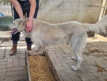 SMILEY, Hund, Mischlingshund in Rumänien - Bild 5