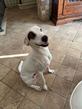 CUORE, Hund, Parson Russell Terrier-Mix in Boxberg