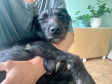 IZA, Hund, Mischlingshund in Langenfeld - Bild 1