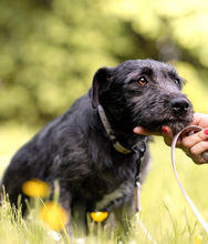 IZA, Hund, Mischlingshund in Langenfeld - Bild 2