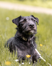 IZA, Hund, Mischlingshund in Langenfeld - Bild 3