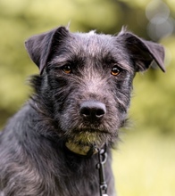 IZA, Hund, Mischlingshund in Langenfeld - Bild 4