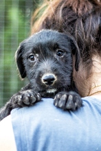 IZA, Hund, Mischlingshund in Langenfeld - Bild 5