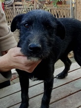 IZA, Hund, Mischlingshund in Langenfeld - Bild 6
