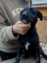 IZA, Hund, Mischlingshund in Langenfeld - Bild 7