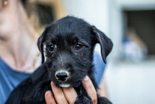 IZA, Hund, Mischlingshund in Langenfeld - Bild 8