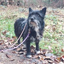 MISSPANKA, Hund, Mischlingshund in Gessertshausen - Bild 1