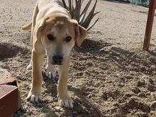 ANGEL, Hund, Mischlingshund in Spanien - Bild 15