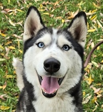 RONIN, Hund, Siberian Husky in Ungarn - Bild 1