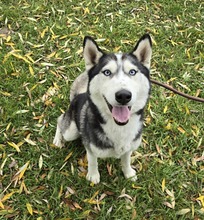 RONIN, Hund, Siberian Husky in Ungarn - Bild 3