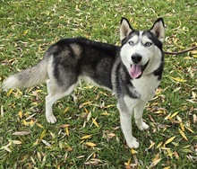 RONIN, Hund, Siberian Husky in Ungarn - Bild 5