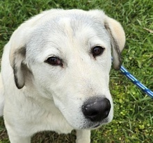 HARALD, Hund, Mischlingshund in Ungarn - Bild 1