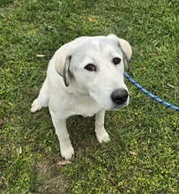 HARALD, Hund, Mischlingshund in Ungarn - Bild 3