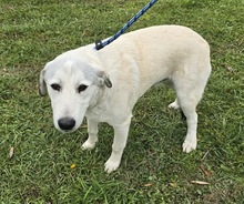 HARALD, Hund, Mischlingshund in Ungarn - Bild 4