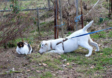 LUCAS, Hund, Mischlingshund in Rumänien - Bild 10