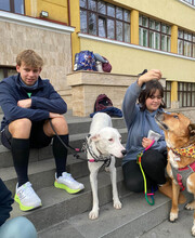 LUCAS, Hund, Mischlingshund in Rumänien - Bild 12