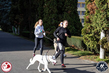 LUCAS, Hund, Mischlingshund in Rumänien - Bild 14