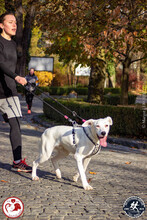 LUCAS, Hund, Mischlingshund in Rumänien - Bild 8