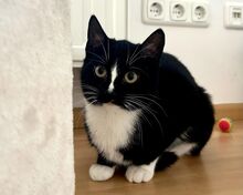 ANTON, Katze, Europäisch Kurzhaar in Bramsche - Bild 2