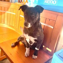 GRETA, Hund, Mischlingshund in Forchheim