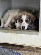 NANUK, Hund, Mischlingshund in Griechenland - Bild 2