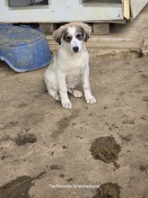 NANUK, Hund, Mischlingshund in Griechenland - Bild 3