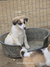 NANUK, Hund, Mischlingshund in Griechenland - Bild 6