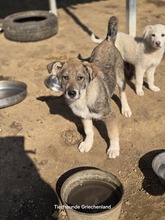 FELIX, Hund, Mischlingshund in Griechenland - Bild 1