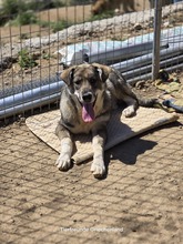 FELIX, Hund, Mischlingshund in Griechenland - Bild 10