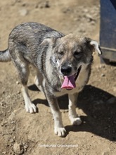 FELIX, Hund, Mischlingshund in Griechenland - Bild 12