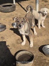 FELIX, Hund, Mischlingshund in Griechenland - Bild 2