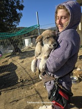 FELIX, Hund, Mischlingshund in Griechenland - Bild 3