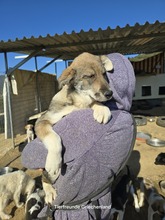 FELIX, Hund, Mischlingshund in Griechenland - Bild 4