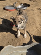 FELIX, Hund, Mischlingshund in Griechenland - Bild 5