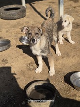 FELIX, Hund, Mischlingshund in Griechenland - Bild 7