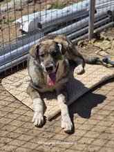 FELIX, Hund, Mischlingshund in Griechenland - Bild 9