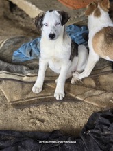 FANNY, Hund, Mischlingshund in Griechenland - Bild 1