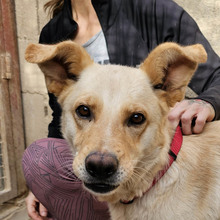 ARENA, Hund, Mischlingshund in Spanien