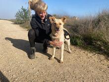 ARENA, Hund, Mischlingshund in Hohwacht - Bild 2