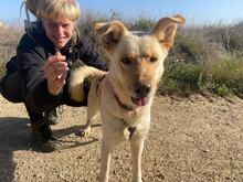 ARENA, Hund, Mischlingshund in Hohwacht - Bild 3