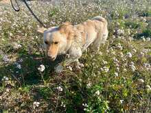 ARENA, Hund, Mischlingshund in Hohwacht - Bild 4