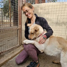 ARENA, Hund, Mischlingshund in Hohwacht - Bild 6